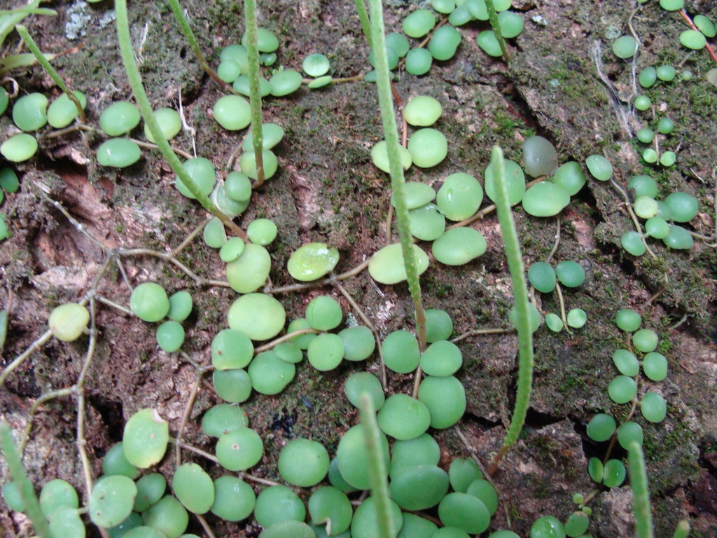 Peperomia cyclophylla