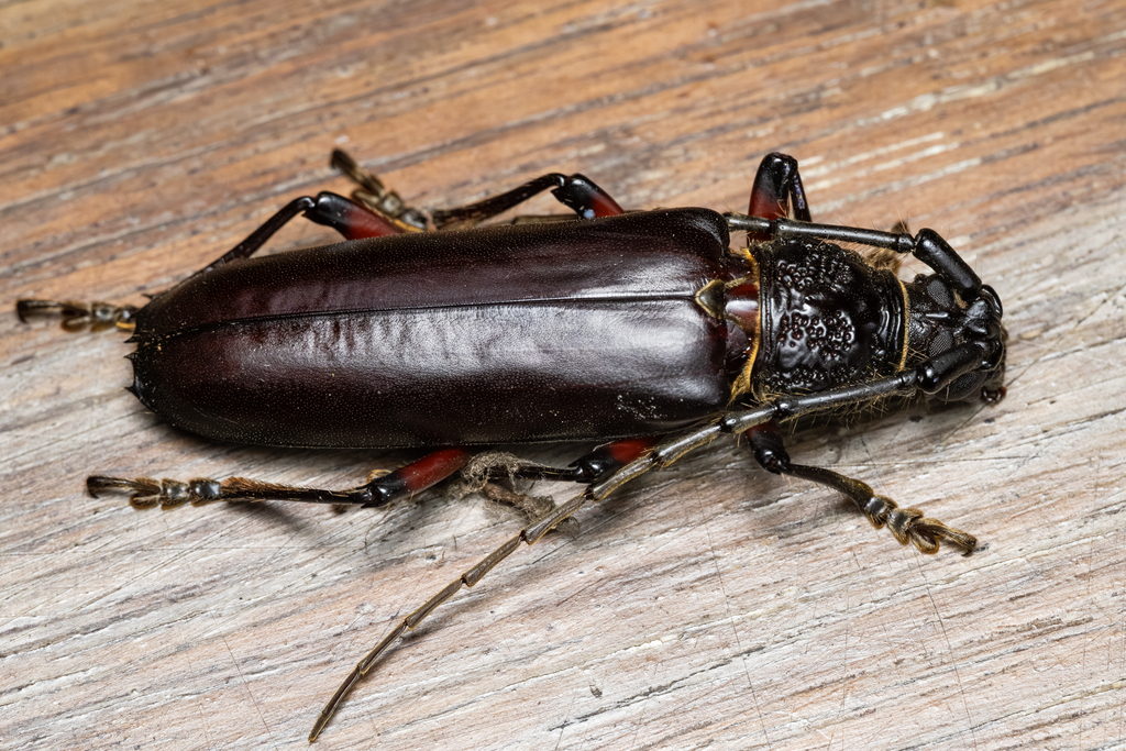 Sphallotrichus puncticollis