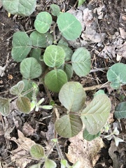 Desmodium rotundifolium