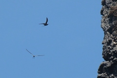 Onychoprion fuscatus