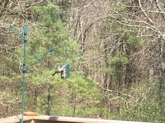 Dumetella carolinensis