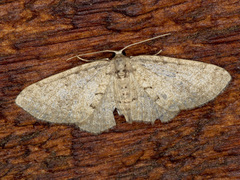 Poecilasthena anthodes