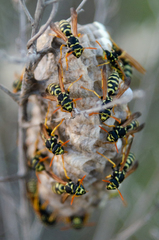 Polistes mongolicus