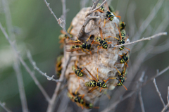 Polistes mongolicus