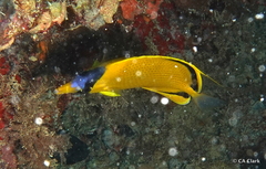 Chaetodon semeion