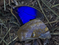 Eryphanis lycomedon