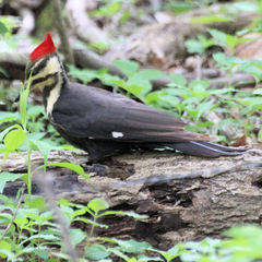Dryocopus pileatus