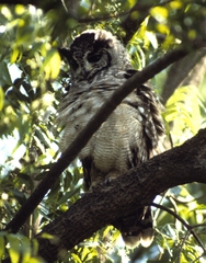 Bubo cinerascens
