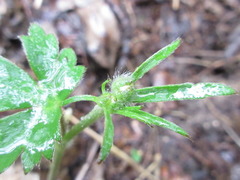 Geranium thunbergii