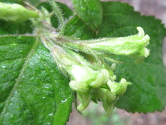 Weigela subsessilis