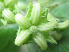 Weigela subsessilis