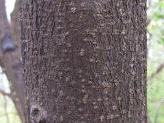 Picrasma quassioides