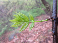 Picrasma quassioides