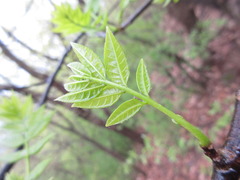 Picrasma quassioides