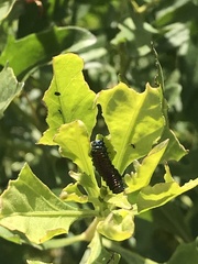 Trirhabda bacharidis