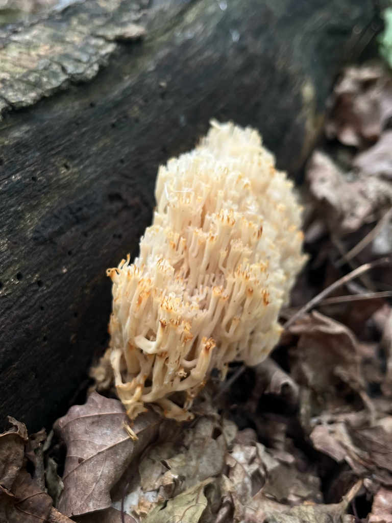 crown-tipped coral fungus · June 2026 · photo: Photo: (c) Frédérique, some rights reserved (CC BY) · iNaturalist