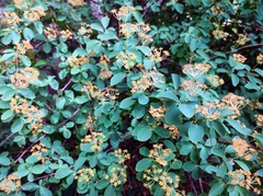 Spiraea × vanhouttei