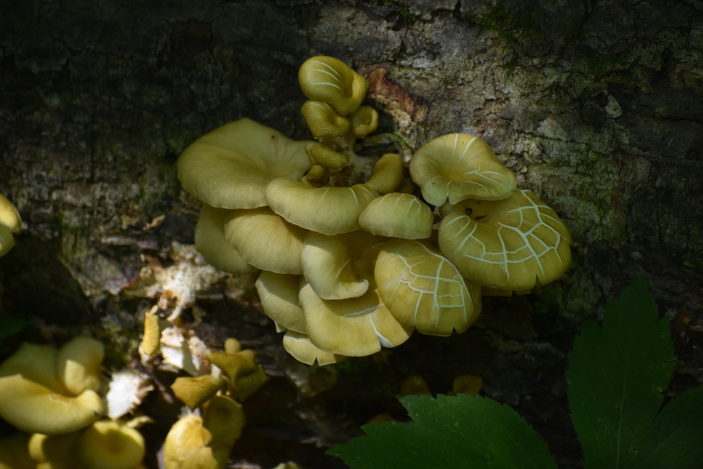 Golden Oyster Mushroom · June 2026 · photo: Photo: no rights reserved · iNaturalist