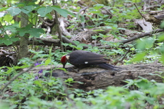 Dryocopus pileatus