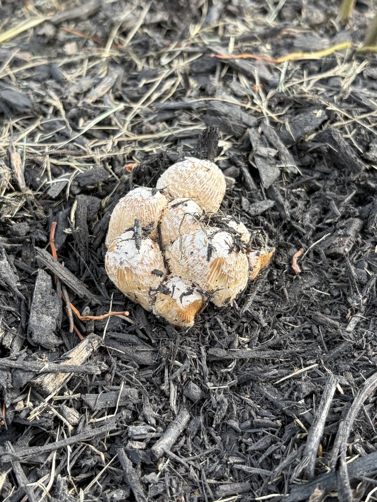 flocculose inkcap · June 2026 · photo: Photo: (c) Julie Travaglini, some rights reserved (CC BY) · iNaturalist