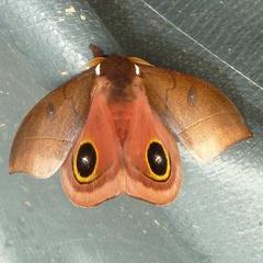 Automeris innoxia