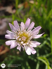 Pinaropappus spathulatus