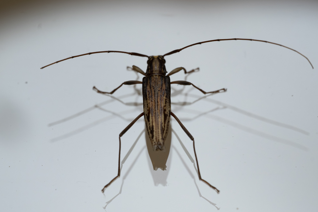 Anisopodus strigosus