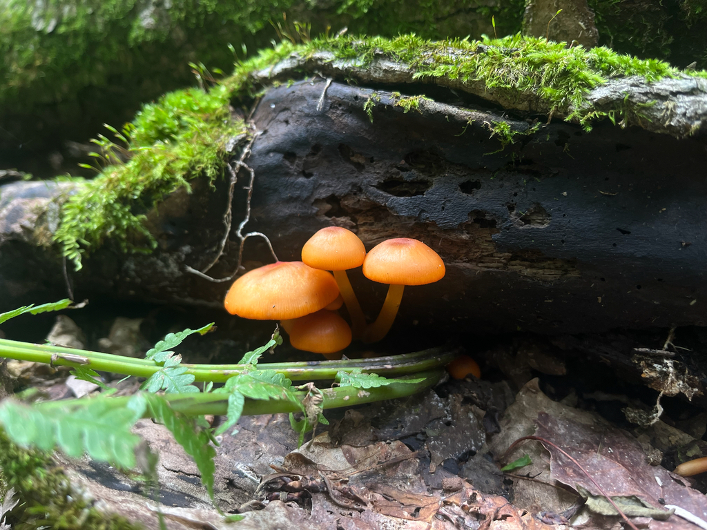 orange mycena · June 2026 · photo: Photo: (c) Frédérique, some rights reserved (CC BY) · iNaturalist