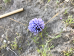 Gilia capitata