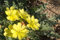 Oenothera primiveris primiveris