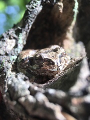 Hyla japonica