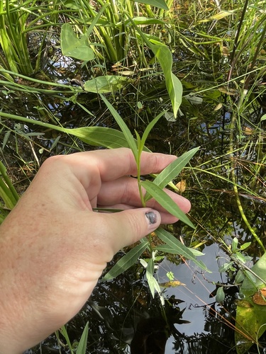 Ludwigia alata, photograph 4
