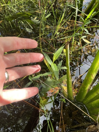 Ludwigia alata, photograph 5