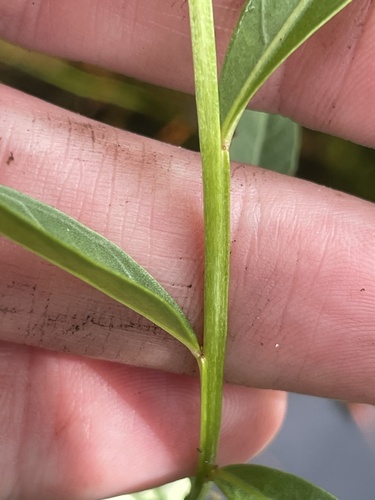 Ludwigia alata, photograph 6