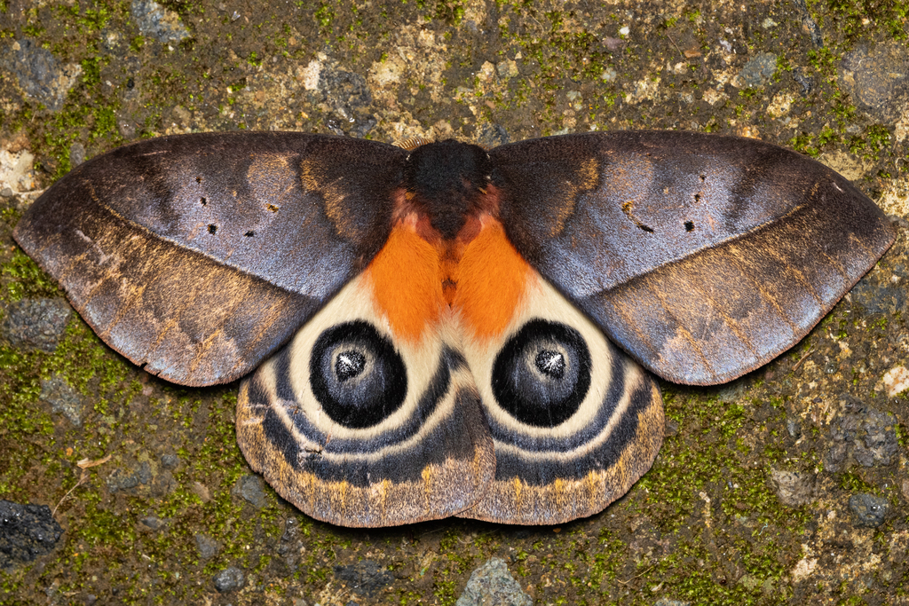 Automeris postalbida