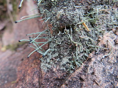 Pilophorus acicularis