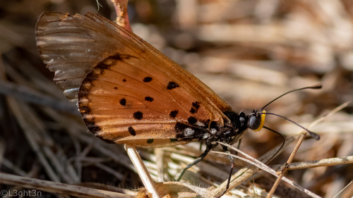 Wandering Donkey Acraea