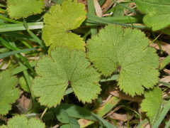 Hydrocotyle moschata moschata