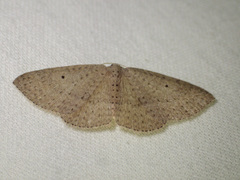 Poecilasthena anthodes