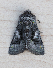 Behrensia conchiformis