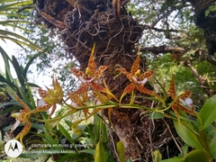 Rhynchostele cordata