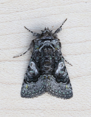 Behrensia conchiformis