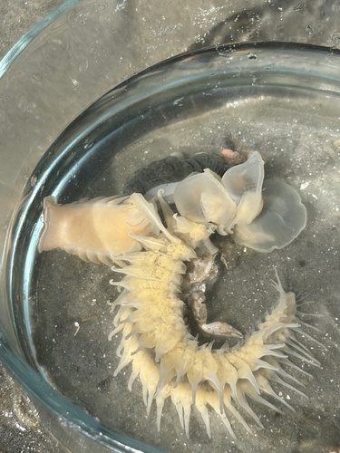 Chaetopterus observed 2026-06-17