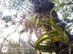 Rhynchostele cordata