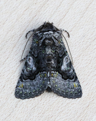 Behrensia conchiformis