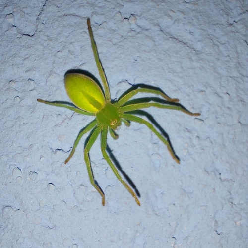 Green Huntsman Spider