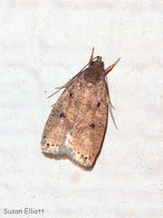 Psilocorsis reflexella