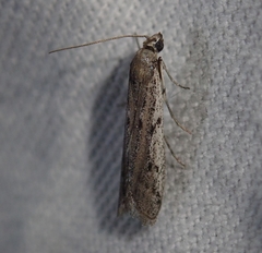 Phycitodes binaevella