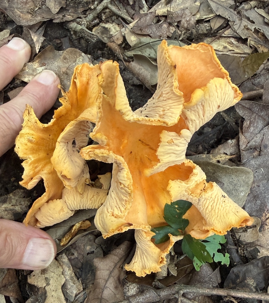 Smooth Chanterelle · June 2026 · photo: Photo: (c) Northcut, some rights reserved (CC BY) · iNaturalist