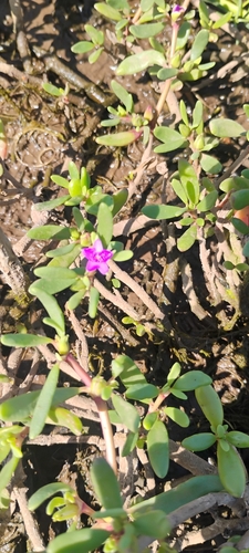 Sesuvium portulacastrum observed 2026-06-17